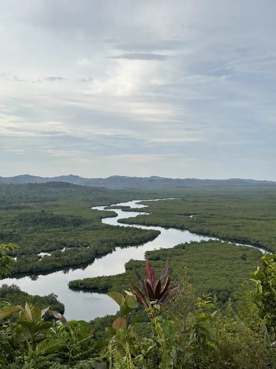 The river through the mangroves